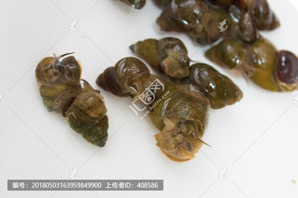 螺螄,活螺螄,新鮮螺螄