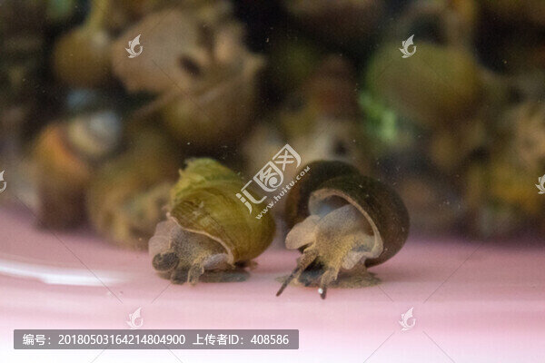 螺螄,活螺螄,新鮮螺螄