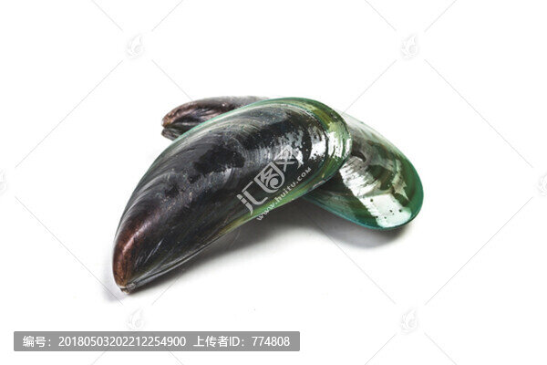 貽貝,青口貝