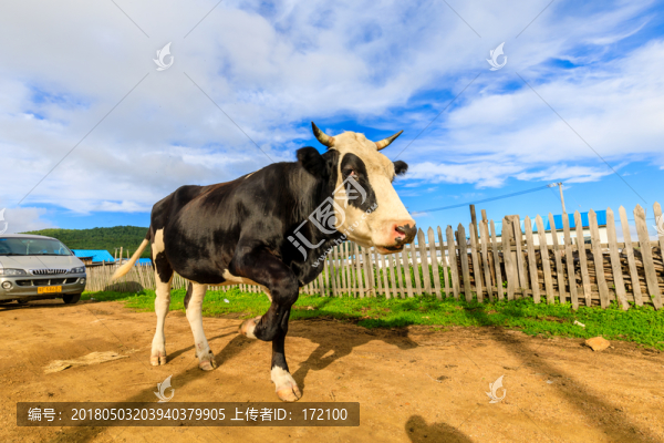 奶牛