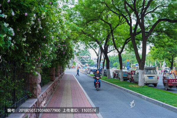 濟(jì)南街頭的薔薇花,（40）