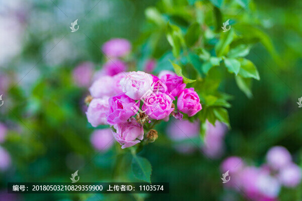 濟(jì)南街頭的薔薇花,（80）