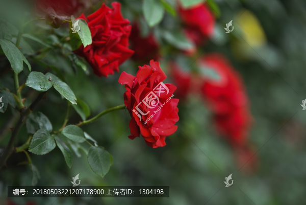 月季