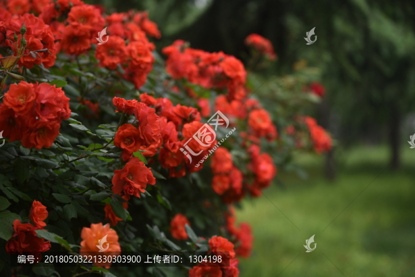 月季