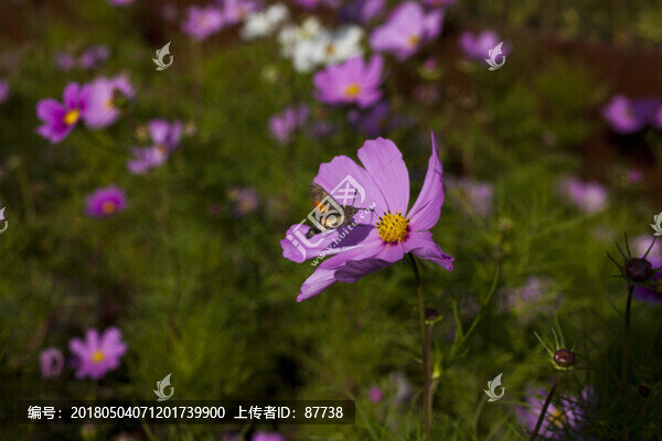 蜂鳥天蛾