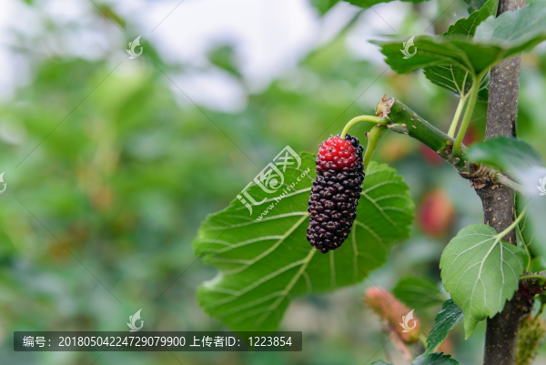 桑葚