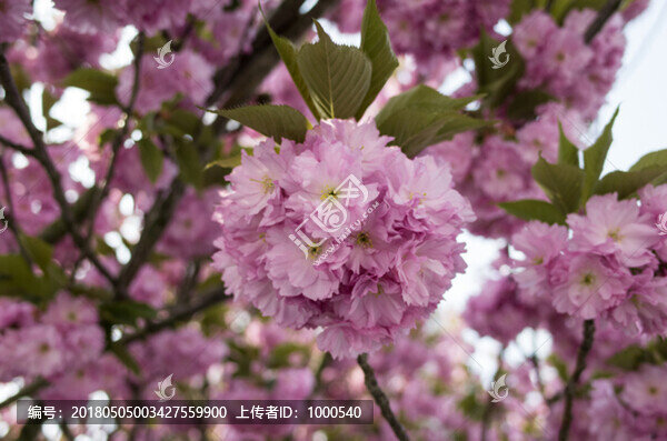 櫻花