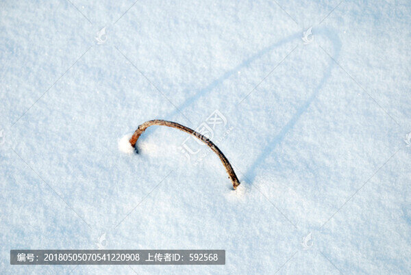雪中殘荷