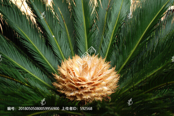 鐵樹開花