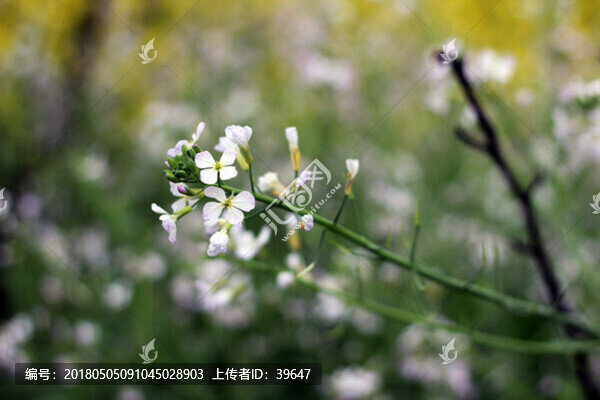 油菜花