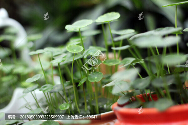 銅錢(qián)草