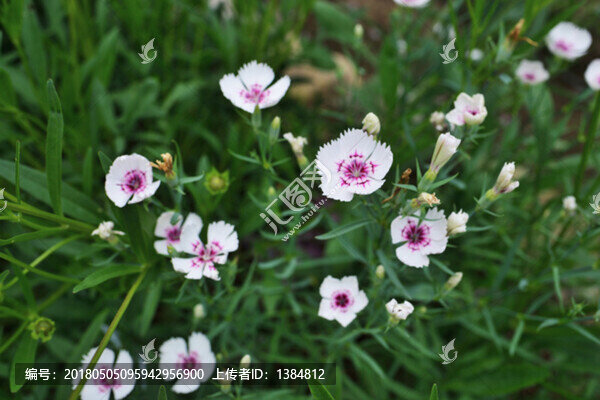 鮮花,石竹
