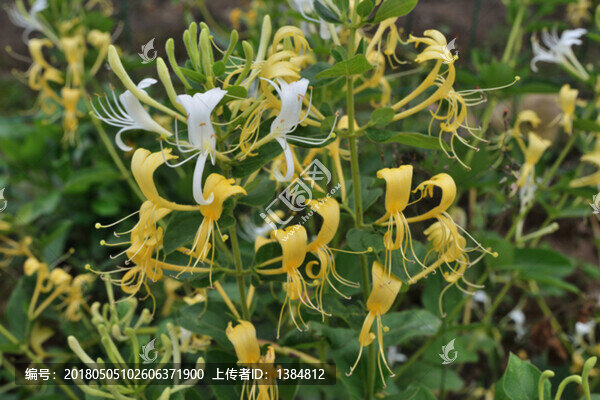 金銀花