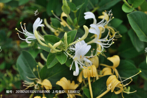金銀花