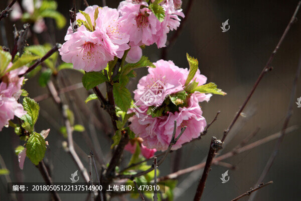 花卉,榆葉梅,榆梅,小桃紅