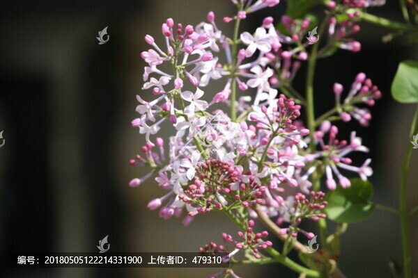 丁香花,丁香,丁香樹,春天,花