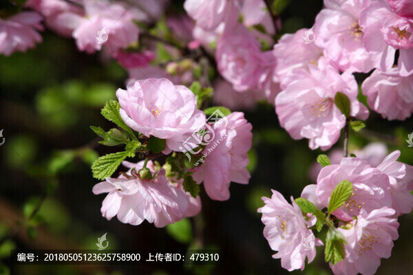 花卉,榆葉梅