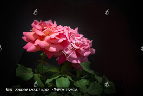 薔薇花