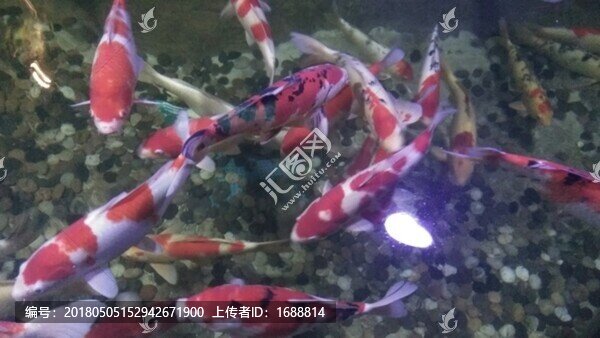 鯉魚