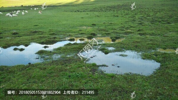 阿爾泰山后山夏牧場,風(fēng)光,新疆