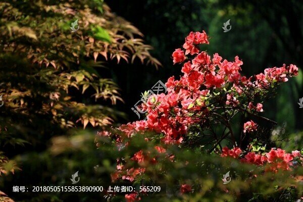 映山紅
