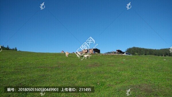 阿爾泰山后山夏牧場