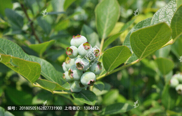 藍(lán)莓,藍(lán)莓園