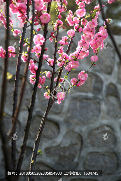 梅花