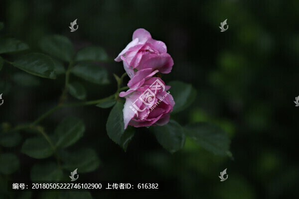 雨中的粉色月季花