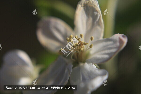 梨花