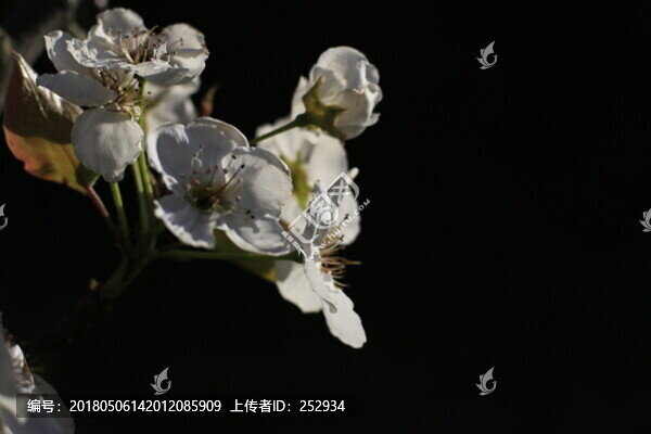 梨花