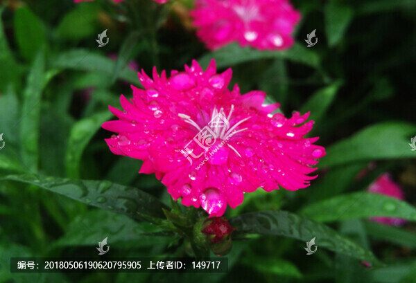 石竹花