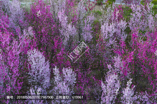 梅花樹林