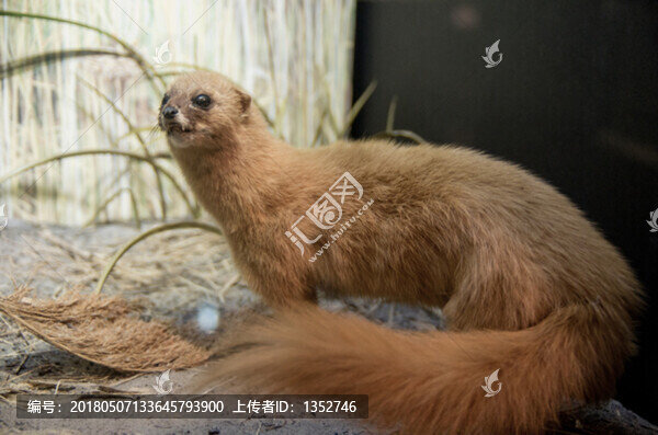 黃鼬