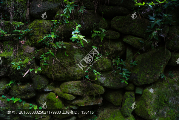 長滿青苔的石頭苔蘚