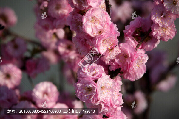 花卉,榆葉梅,榆梅,小桃紅