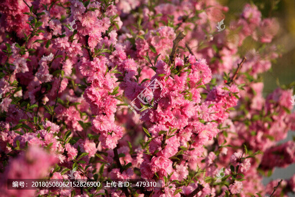 花卉,榆葉梅,榆梅