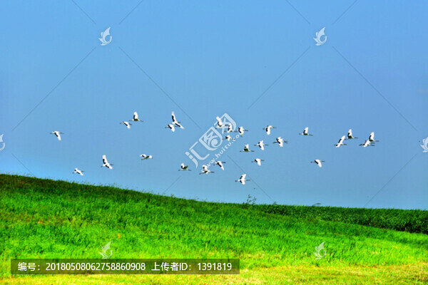 齊齊哈爾,扎龍濕地,景區(qū)