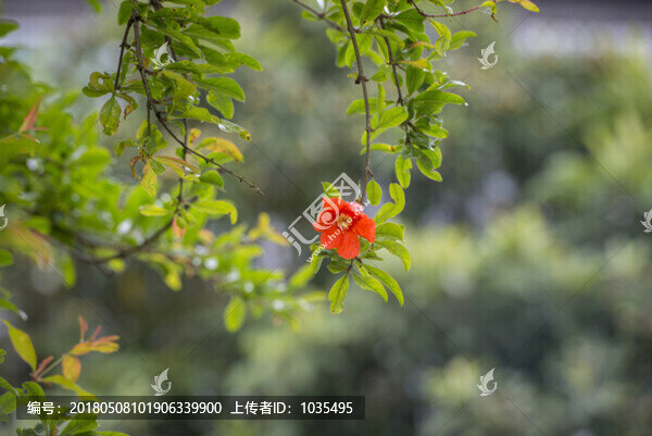 石榴花