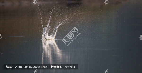 水花