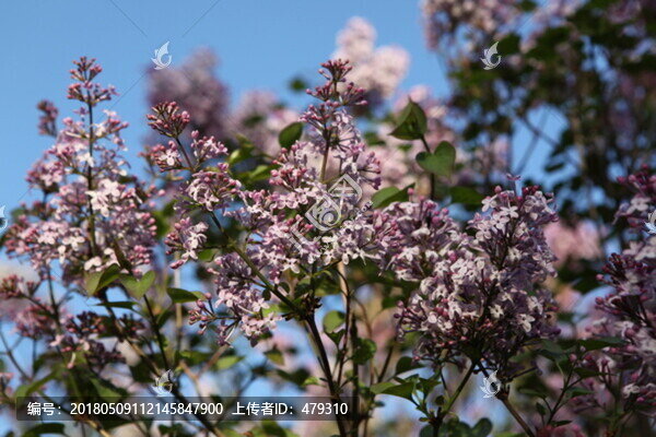 丁香花,丁香,丁香樹,春天,花