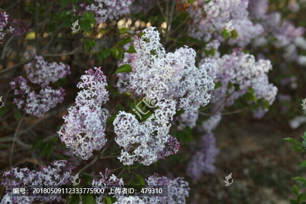 丁香花