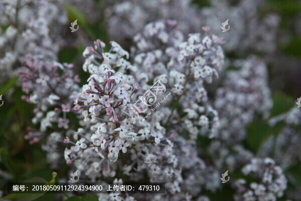 丁香花,丁香,丁香樹,春天,花
