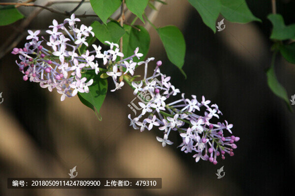 丁香花,丁香
