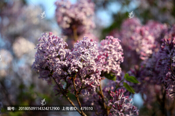 丁香花,丁香,丁香樹