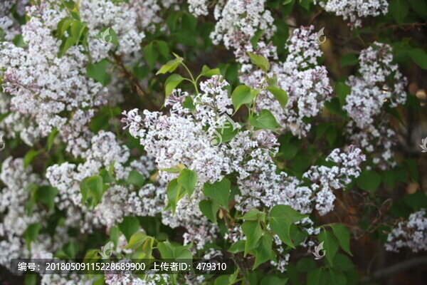 丁香花,丁香,丁香樹(shù)