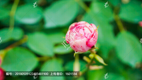 玫瑰花