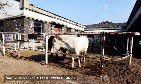馬,跑馬場,偽皇宮