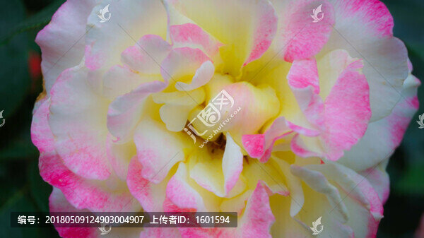 玫瑰花