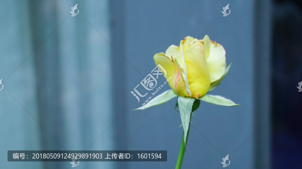 玫瑰花